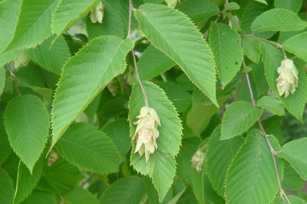 Ostrya virginiana