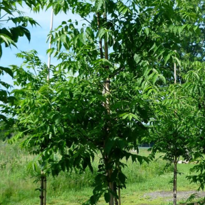 Phellodendron amurense