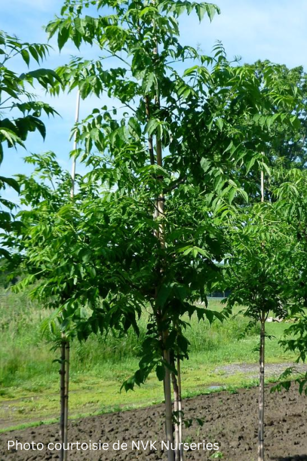 Phellodendron amurense