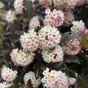 Physocarpus opulifolius 'Diabolo'