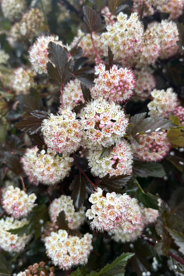 Physocarpus opulifolius 'Diabolo'