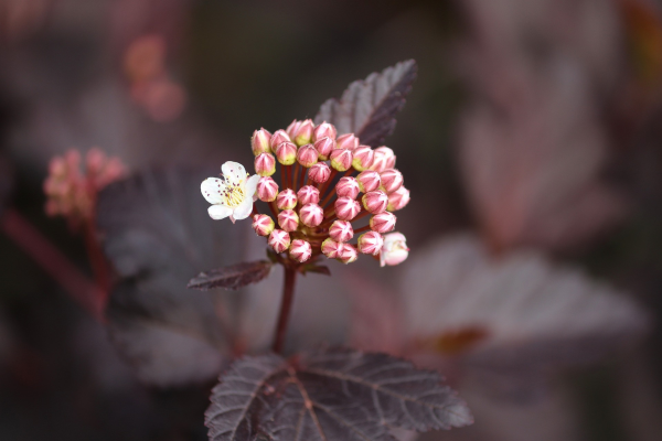 Physocarpus opulifolius 'Diabolo'