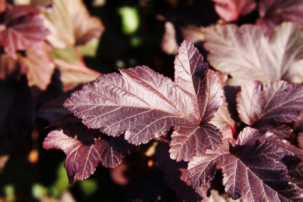 Physocarpus opulifolius 'Diabolo' ('Monlo')