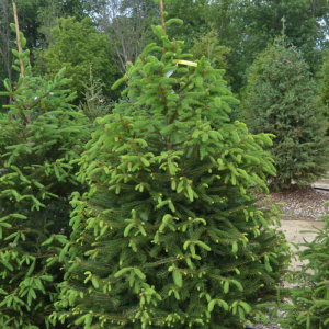 Picea abies