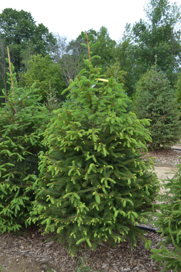 Picea abies