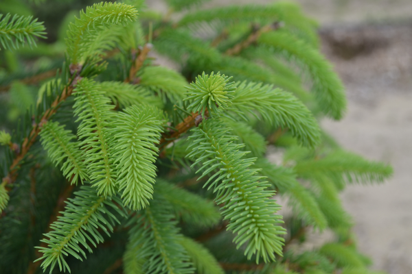 Picea abies
