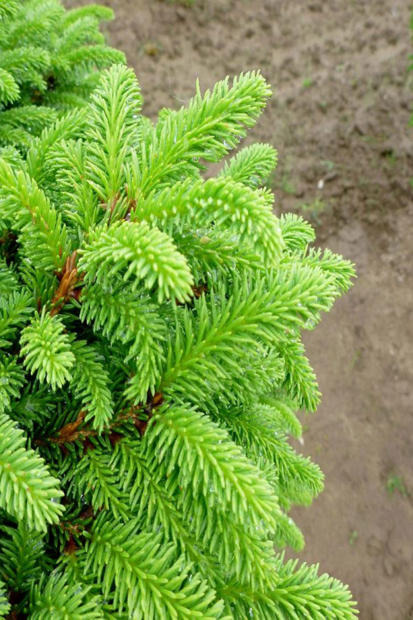 Picea abies 'Little Gem'