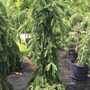 Picea abies 'Pendula'