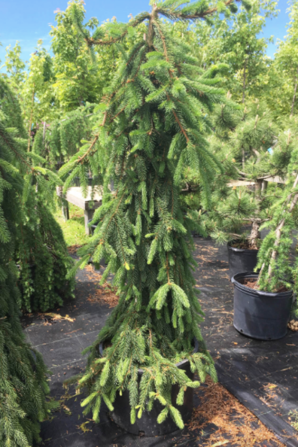Picea abies 'Pendula'