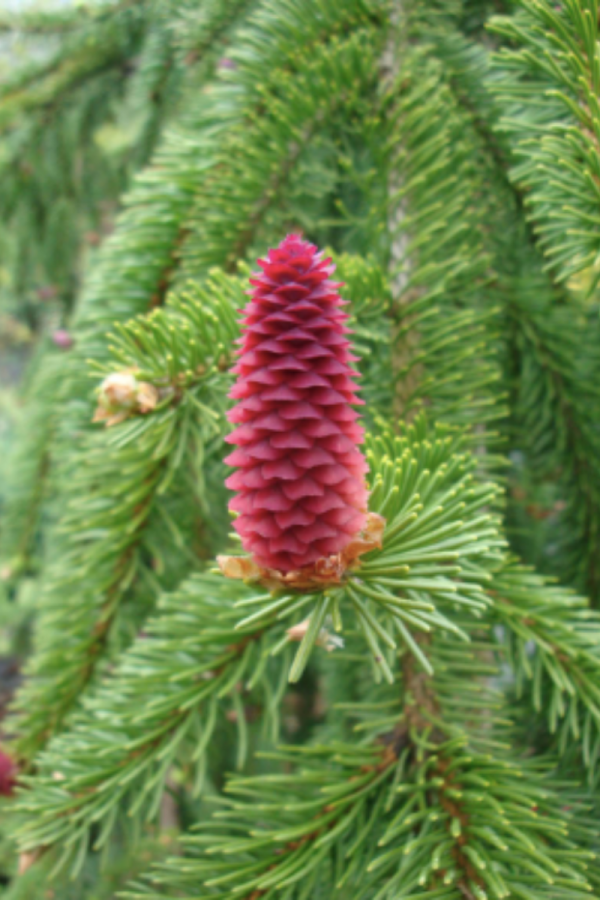 Picea abies 'Pendula'