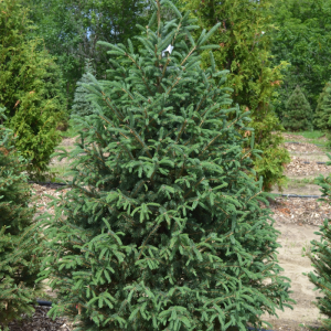 Picea glauca