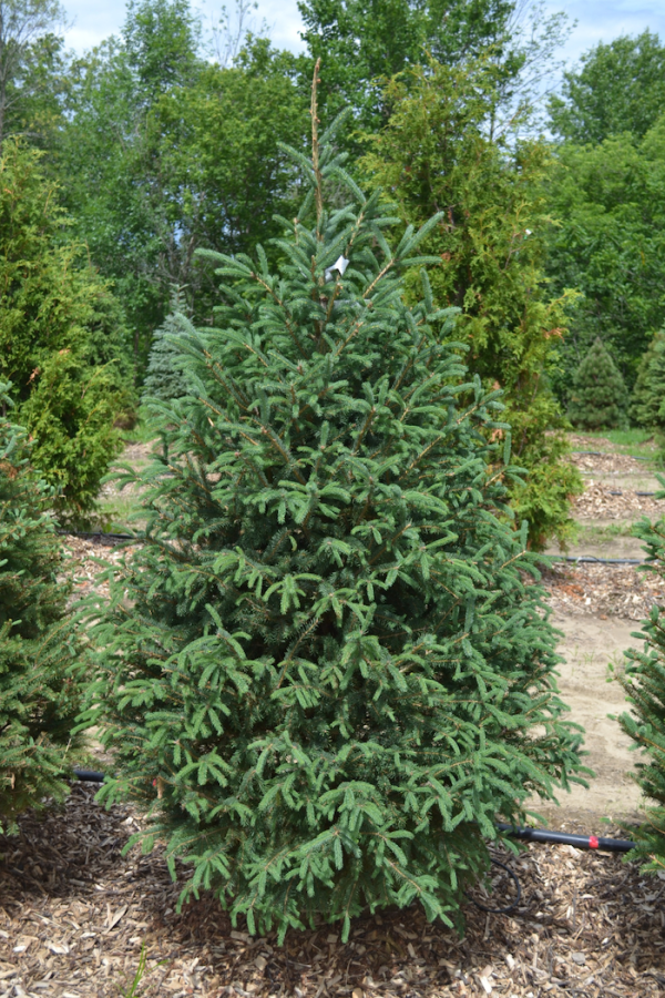 Picea glauca