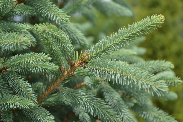 Picea glauca