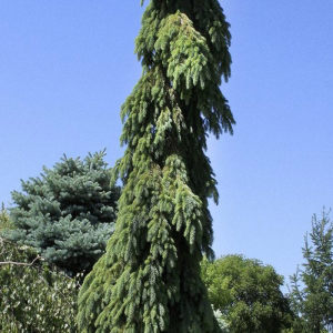 Picea glauca 'Pendula'