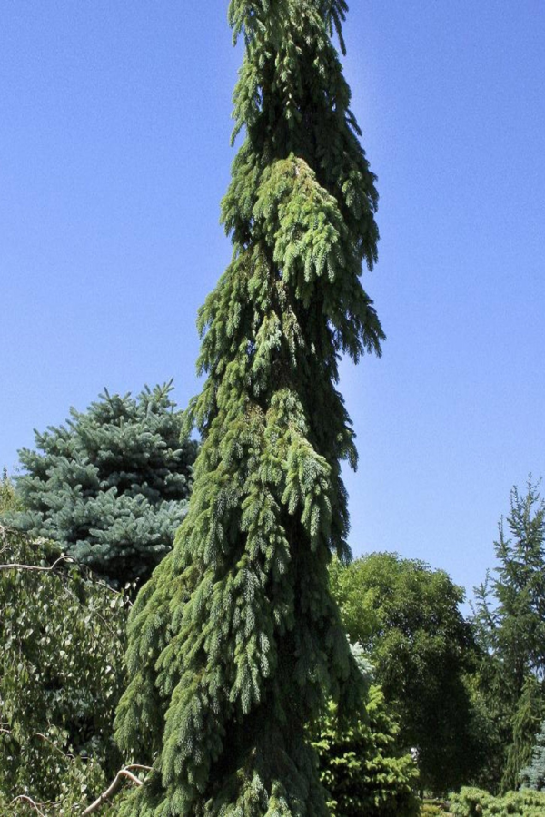 Picea glauca 'Pendula'