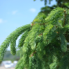 Picea glauca 'Pendula'