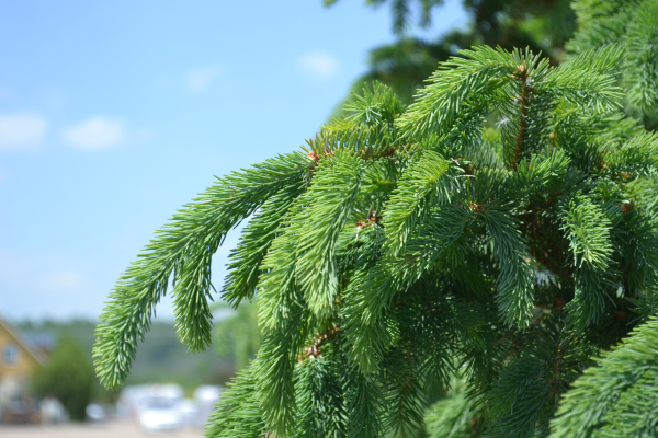 Picea glauca 'Pendula'
