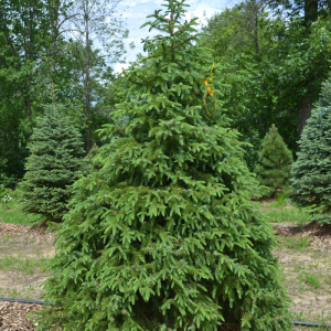 Picea omorika