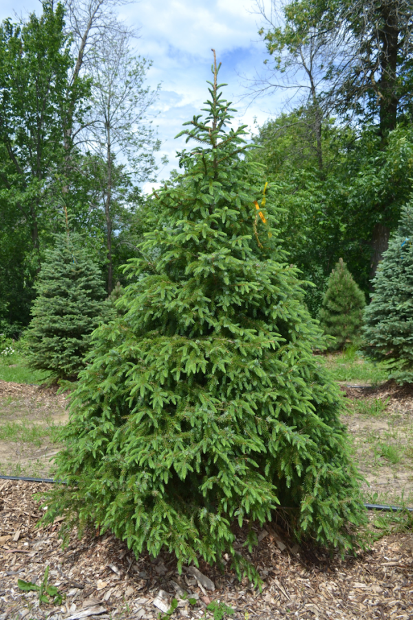 Picea omorika