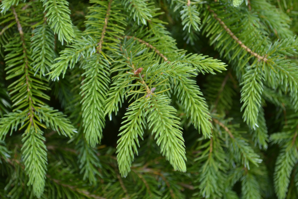 Picea omorika