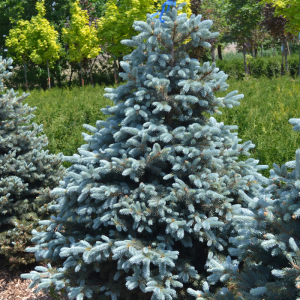 Picea pungens 'Baby Blue'