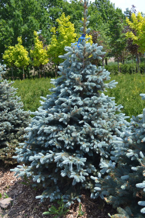 Picea pungens 'Baby Blue'
