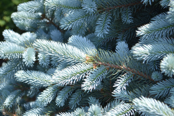 Picea pungens 'Baby Blue'