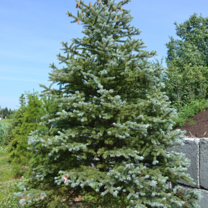 Picea pungens 'Fat Albert'