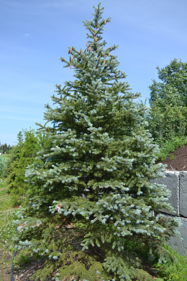 Picea pungens 'Fat Albert'