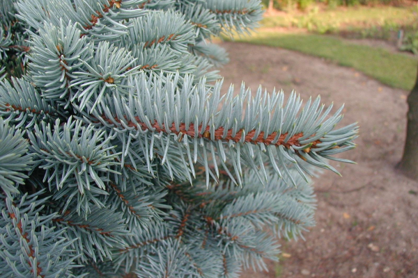 Picea pungens 'Fat Albert'