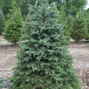 Picea pungens 'Glauca'
