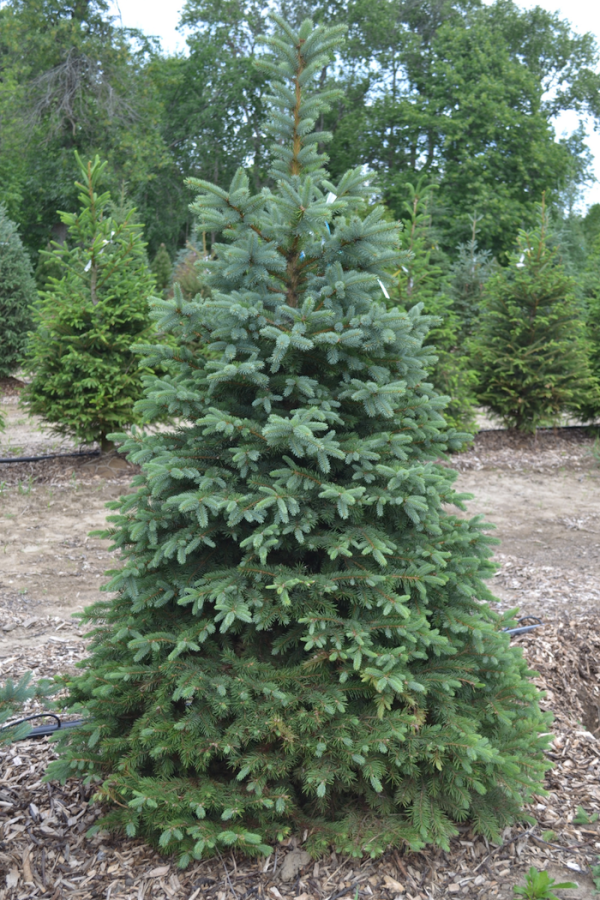 Picea pungens 'Glauca'