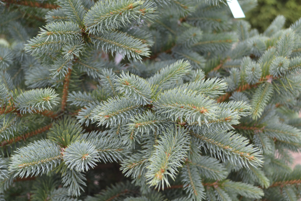 Picea pungens 'Glauca'