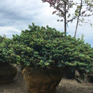 Picea pungens 'Glauca Globosa'