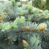 Picea pungens 'Glauca Globosa'