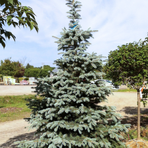 Picea pungens 'Hoopsii'