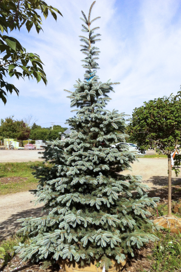 Picea pungens 'Hoopsii'