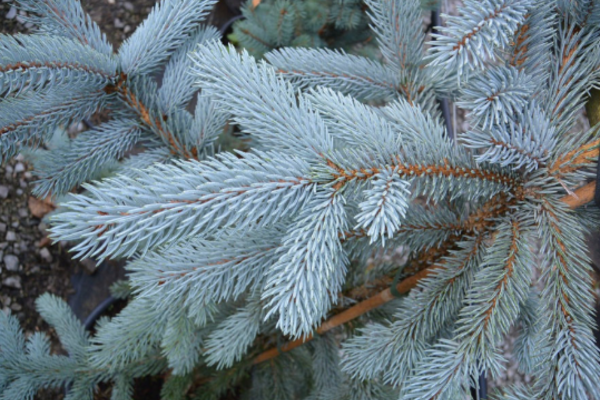 Picea pungens 'Hoopsii'