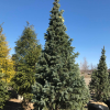 Picea pungens 'Iseli Fastigiate'