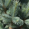 Picea pungens 'Iseli Fastigiate'