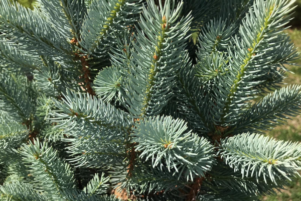 Picea pungens 'Iseli Fastigiate'