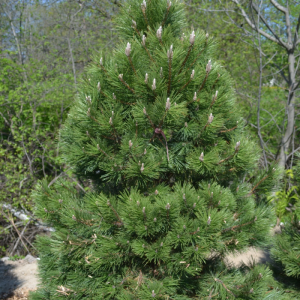 Pinus nigra austriaca