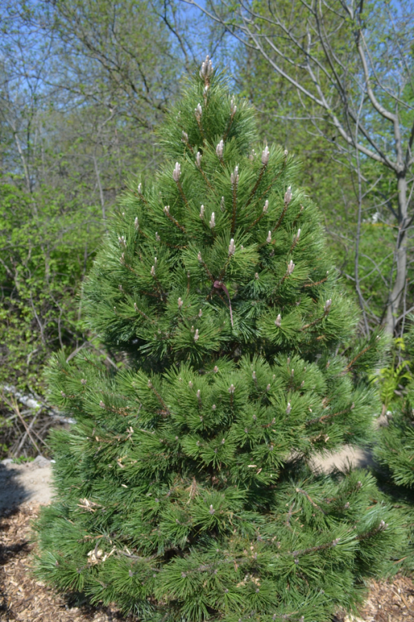 Pinus nigra austriaca