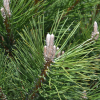 Pinus nigra austriaca