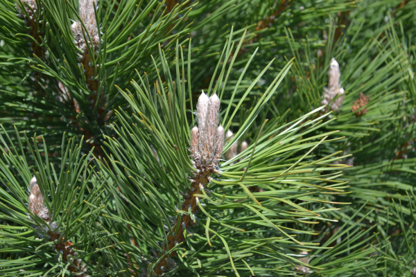 Pinus nigra austriaca