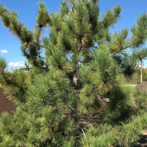 Pinus resinosa