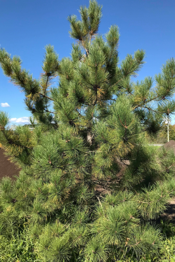 Pinus resinosa