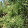 Pinus resinosa