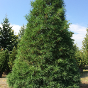 Pinus strobus