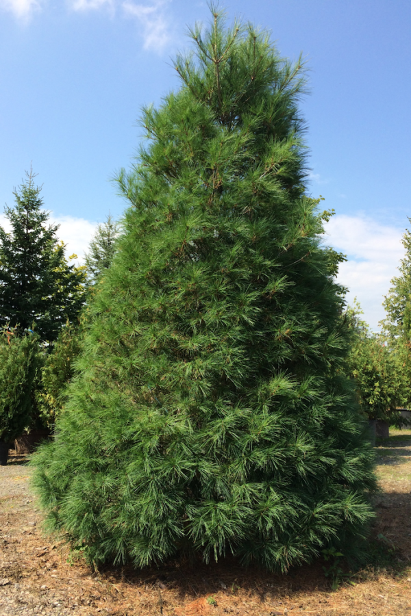 Pinus strobus